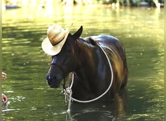 American Quarter Horse, Stute, 3 Jahre, 150 cm, Rotbrauner