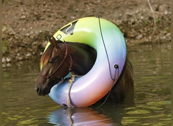 American Quarter Horse, Stute, 3 Jahre, 150 cm, Rotbrauner