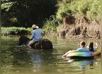 American Quarter Horse, Stute, 3 Jahre, 150 cm, Rotbrauner