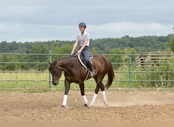 American Quarter Horse, Stute, 3 Jahre, 150 cm, Rotbrauner