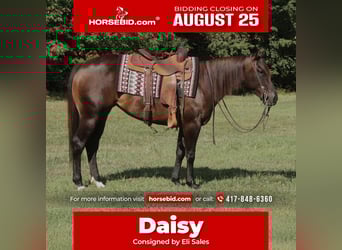 American Quarter Horse, Stute, 3 Jahre, 150 cm, Rotbrauner