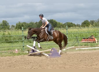 American Quarter Horse, Stute, 3 Jahre, 150 cm, Rotbrauner