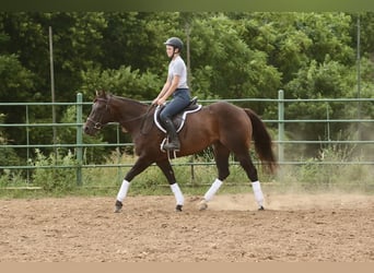 American Quarter Horse, Stute, 3 Jahre, 150 cm, Rotbrauner