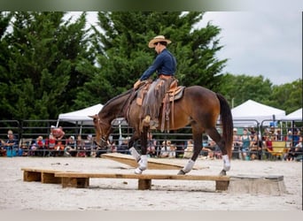 American Quarter Horse, Stute, 3 Jahre, 150 cm, Rotbrauner