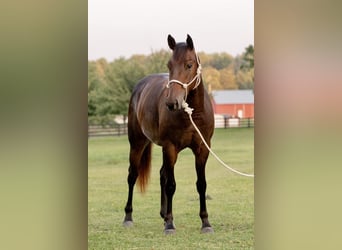 American Quarter Horse, Stute, 3 Jahre, 150 cm, Rotbrauner