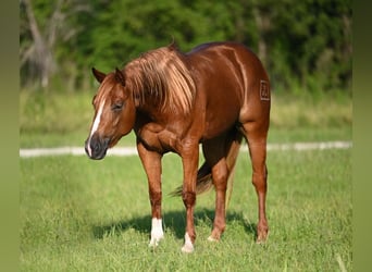 American Quarter Horse, Stute, 3 Jahre, 150 cm, Rotfuchs