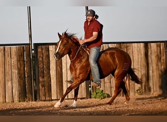 American Quarter Horse, Stute, 3 Jahre, 150 cm, Rotfuchs