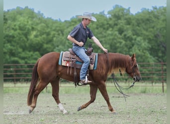 American Quarter Horse, Stute, 3 Jahre, 150 cm, Rotfuchs