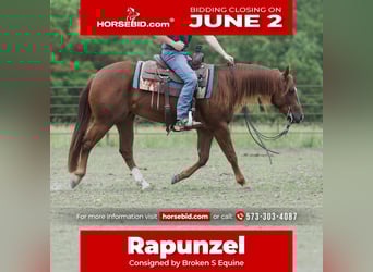 American Quarter Horse, Stute, 3 Jahre, 150 cm, Rotfuchs
