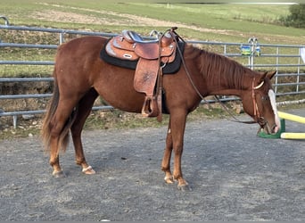 American Quarter Horse, Stute, 3 Jahre, 150 cm, Rotfuchs