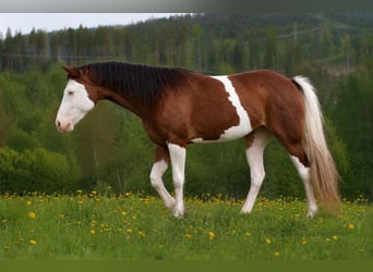American Quarter Horse, Stute, 3 Jahre, 150 cm, Schecke