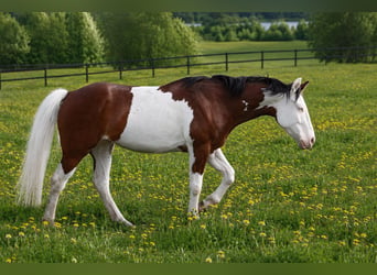 American Quarter Horse, Stute, 3 Jahre, 150 cm, Schecke
