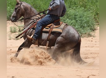American Quarter Horse, Stute, 3 Jahre, 150 cm, Schimmel