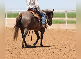 American Quarter Horse, Stute, 3 Jahre, 150 cm, Schimmel
