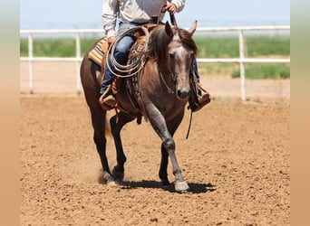 American Quarter Horse, Stute, 3 Jahre, 150 cm, Schimmel