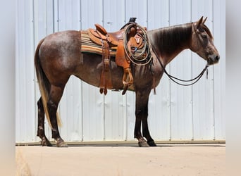 American Quarter Horse, Stute, 3 Jahre, 150 cm, Schimmel