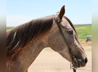 American Quarter Horse, Stute, 3 Jahre, 150 cm, Schimmel