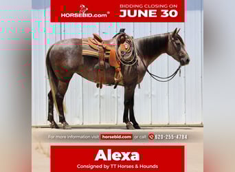 American Quarter Horse, Stute, 3 Jahre, 150 cm, Schimmel