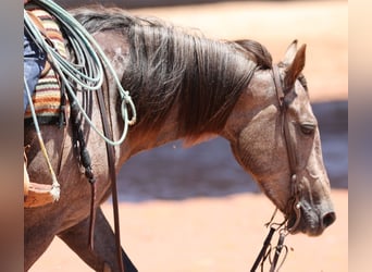 American Quarter Horse, Stute, 3 Jahre, 150 cm, Schimmel