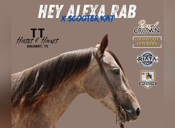 American Quarter Horse, Stute, 3 Jahre, 150 cm, Schimmel