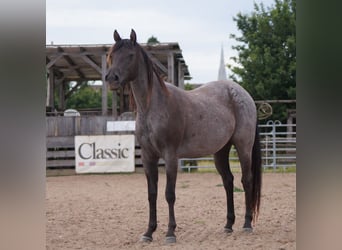 American Quarter Horse, Stute, 3 Jahre, 151 cm, Roan-Blue