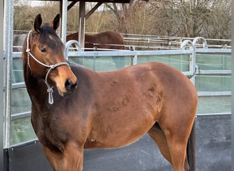 American Quarter Horse, Stute, 3 Jahre, 152 cm, Brauner