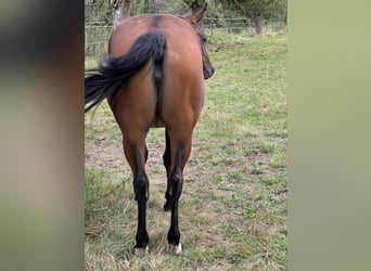 American Quarter Horse, Stute, 3 Jahre, 152 cm, Brauner