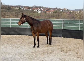 American Quarter Horse, Stute, 3 Jahre, 152 cm, Brauner
