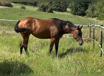 American Quarter Horse, Stute, 3 Jahre, 152 cm, Brauner