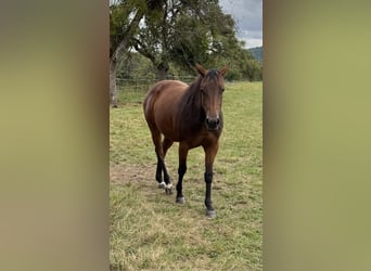 American Quarter Horse, Stute, 3 Jahre, 152 cm, Brauner