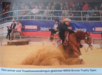 American Quarter Horse, Stute, 3 Jahre, 152 cm, Brauner