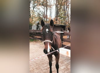 American Quarter Horse, Stute, 3 Jahre, 152 cm, Brauner