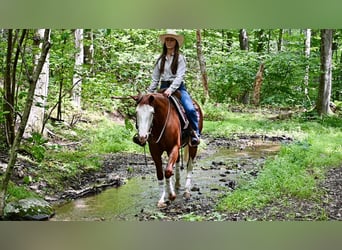 American Quarter Horse, Stute, 3 Jahre, 152 cm, Dunkelfuchs