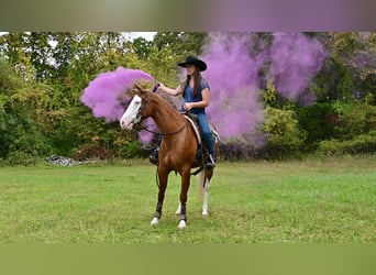 American Quarter Horse, Stute, 3 Jahre, 152 cm, Dunkelfuchs