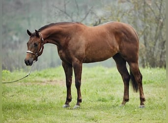 American Quarter Horse, Stute, 3 Jahre, 152 cm, Dunkelfuchs