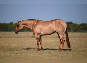 American Quarter Horse, Stute, 3 Jahre, 152 cm, Falbe
