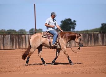 American Quarter Horse, Stute, 3 Jahre, 152 cm, Falbe