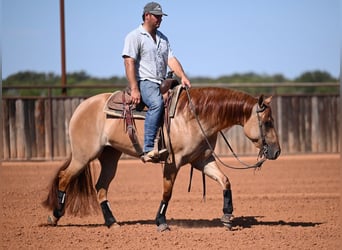 American Quarter Horse, Stute, 3 Jahre, 152 cm, Falbe
