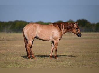 American Quarter Horse, Stute, 3 Jahre, 152 cm, Falbe