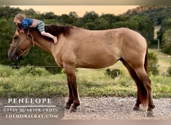 American Quarter Horse, Stute, 3 Jahre, 152 cm, Falbe