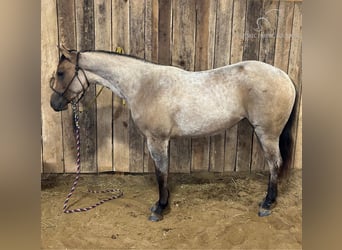 American Quarter Horse, Stute, 3 Jahre, 152 cm, Falbe