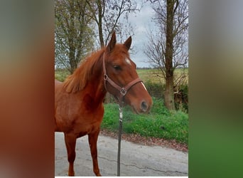 American Quarter Horse, Stute, 3 Jahre, 152 cm, Fuchs