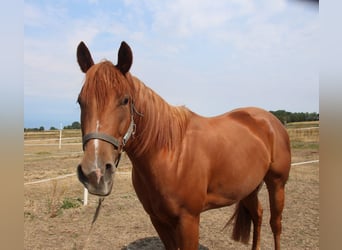 American Quarter Horse, Stute, 3 Jahre, 152 cm, Fuchs