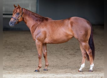 American Quarter Horse, Stute, 3 Jahre, 152 cm, Fuchs