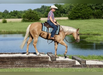 American Quarter Horse, Stute, 3 Jahre, 152 cm, Palomino