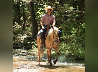 American Quarter Horse, Stute, 3 Jahre, 152 cm, Palomino