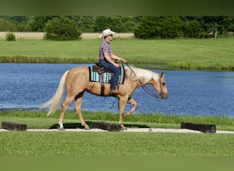 American Quarter Horse, Stute, 3 Jahre, 152 cm, Palomino