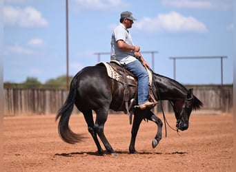 American Quarter Horse, Stute, 3 Jahre, 152 cm, Rappe