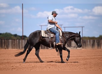 American Quarter Horse, Stute, 3 Jahre, 152 cm, Rappe