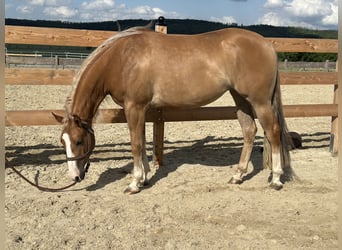 American Quarter Horse, Stute, 3 Jahre, 152 cm, Red Dun